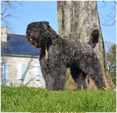 IURSONN © Elevage de bouviers des flandres du Clos de la Luette specialisé pour le bouvier des flandres Copyrigth depose